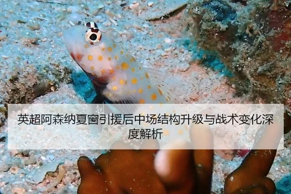 英超阿森纳夏窗引援后中场结构升级与战术变化深度解析